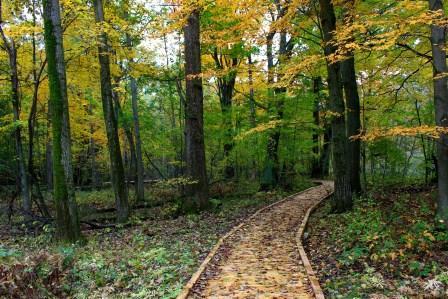 Fall Colors
